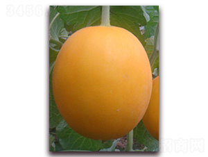 ���-��Ƥ��ϷN��-�����N��