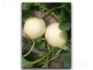 ��ѩ����-��Ƥ��ϷN��-�����N��