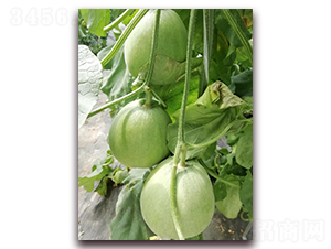 ī��-��Ƥ��ϷN��-�����N��