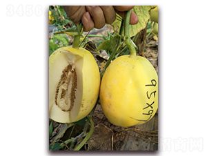 �����̖(h��o)-��Ƥ��ϷN��-�����N��