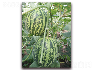 ��(chu��ng)�»���һ̖(h��o)-��Ƥ��ϷN��-�����N��