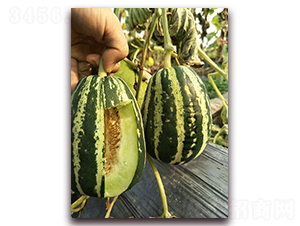 ����Y38-��Ƥ��ϷN��-�����N��