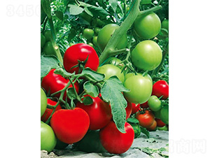 �S����-���ѷN��-����