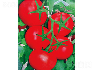 ����ʮ̖(h��o)-���ѷN��-����