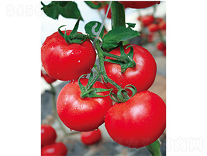 ������̖-���ѷN��-����