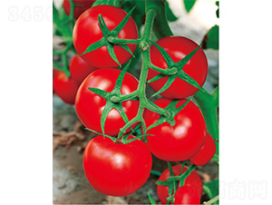 ������̖-���ѷN��-����