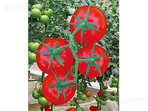 ������̖(h��o)-���ѷN��-����