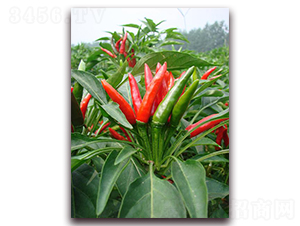 23����-�����N��-�����