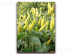 �׽�������-�����N��-�����