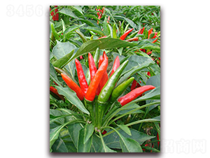 ���������̖-�����N��-�����