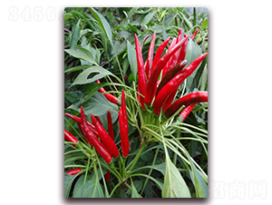 �G�t������-�����N��-�����