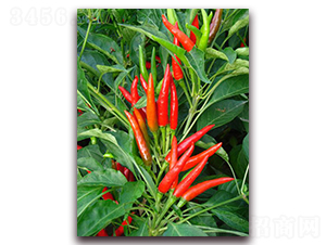 ��ֲ����-�����N��-�����