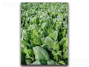 Ī����-��˷N��-�����