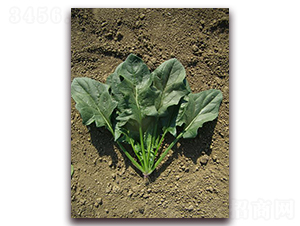 ϣ��163-���˷N��-�����