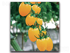 �Sʥ��-���ѷN��-�����o(j��)�N��