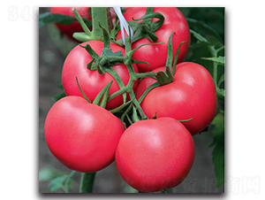 ����һ̖-���ѷN��-�����o(j��)�N��