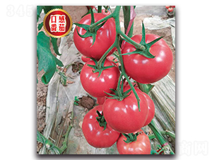 ���F��313-���ѷN��-�����o(j��)�N��