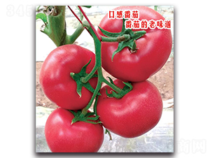 ���F��233-���ѷN��-�����o(j��)�N��