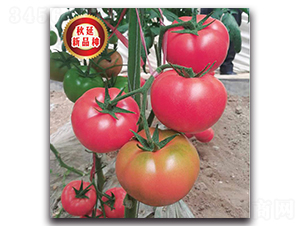 TMP17455-���ѷN��-�����o(j��)�N��