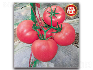 TMP17292-���ѷN��-�����o(j��)�N��