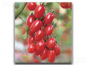 NC13-60-���ѷN��-�����o(j��)�N��