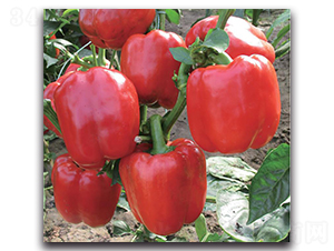 ���o��-�����N��-�����o�N��