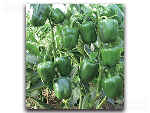 ���o�l(f��)-�����N��-�����o�N��