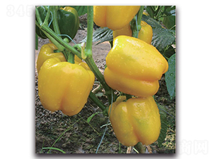 ���o(j��)�_(d��)-�����N��-�����o(j��)�N��