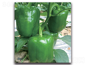 SP1406-�����N��-�����o�N��