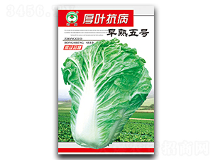 ���~����������̖-�ײ˷N��-��ʢ�@