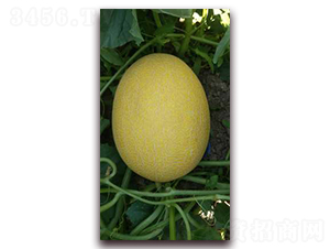 ��Ʒ25-��ϷN��-�F(xi��n)���N�I(y��)