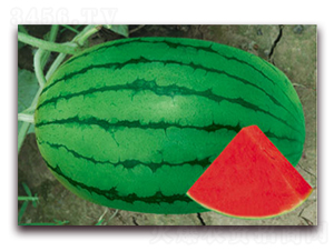 �紺�t��-���ϷN��-����