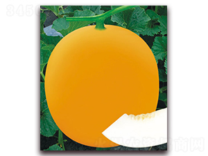 �żt��-��ϷN��-����