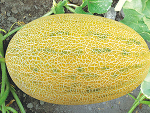 ���@����-��ϷN��-����