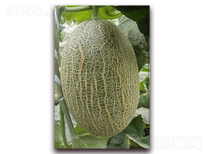 ���@28-��ϷN��-����