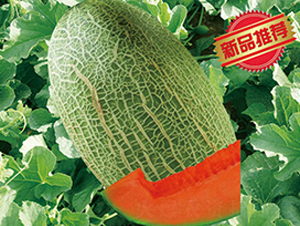 �������x-��ϷN��-����