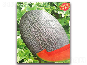 ѩͮ��̖-��ϷN��-����