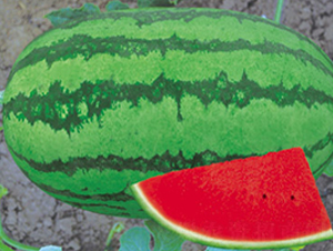 ���r(n��ng)��̖-���ϷN��-����