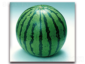 ����-���ϷN��-����