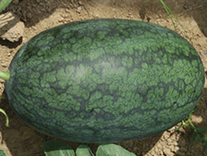 ������-���ϷN��-����