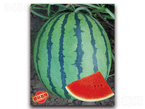 ��������-���ϷN��-����