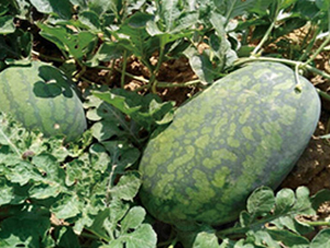 �����L��-���ϷN��-����