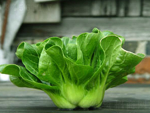 �ذ����-��˷N��-�d�G�N��