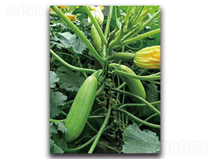 �ۿ�0703-�����J�N��-��ľ�N��