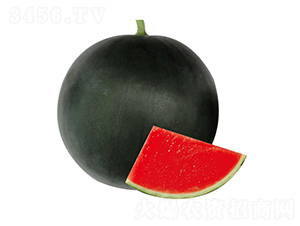 �H��8̖(h��o)-���ϷN��-��ľ�N��