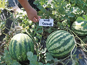 �H��5̖(h��o)-���ϷN��-��ľ�N��