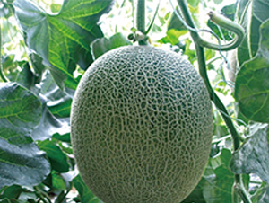 ����-��ϷN��-��ľ�N��