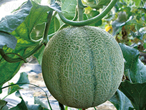 ����-��ϷN��-��ľ�N��