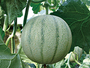 ����-��ϷN��-��ľ�N��