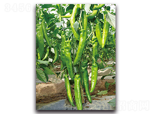 �L��5̖-�����N��-��ľ�N��